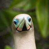 28-Red Footed Booby, Watching You