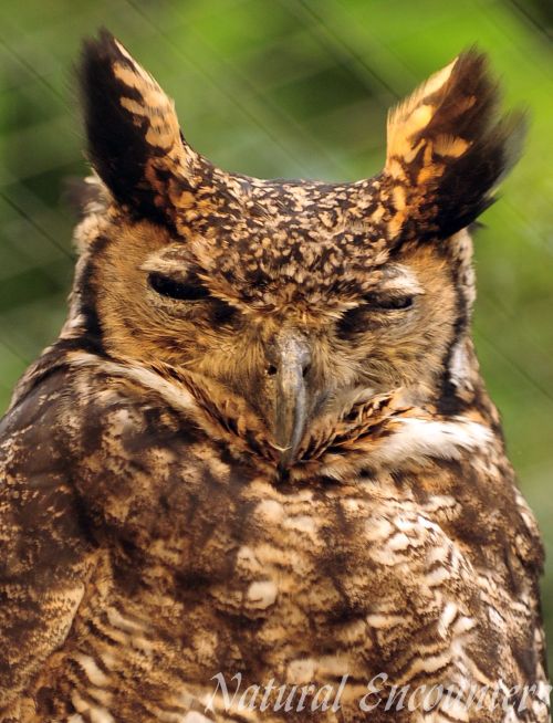 Great Horned Owl