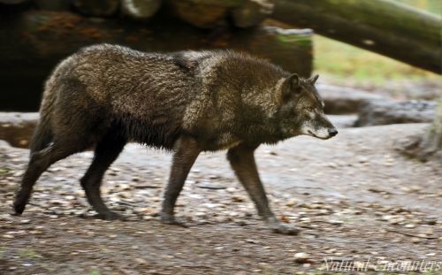 Male Grey Wolf