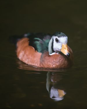 African Pgymy Goose