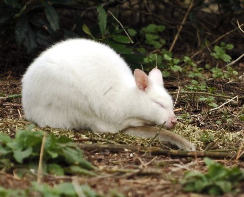 Not just a tail