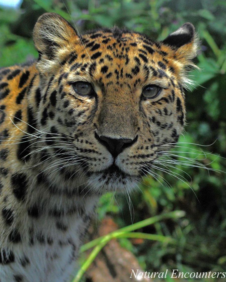 Amur Leopard