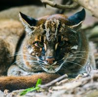 Asian Golden Cat