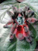 Martinique Bird spider