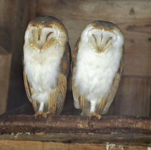 The 2 Barnies