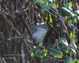 Barred Warbler