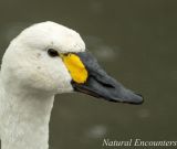 Bewick Swan