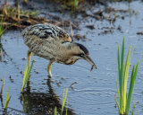 Bittern