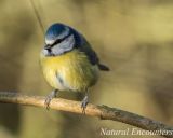 Blue Tit