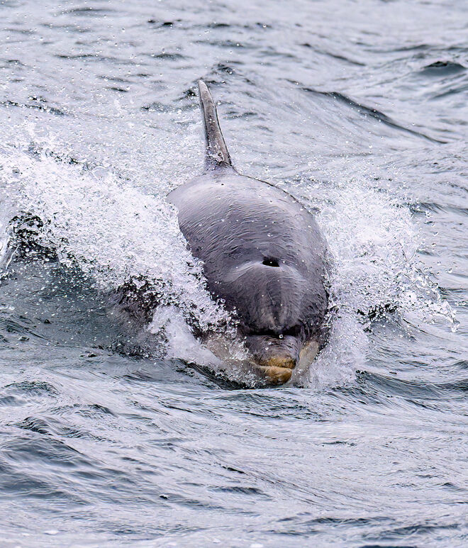 Bottled nosed Dolphin