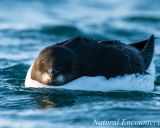 Brunnichs Guillemot
