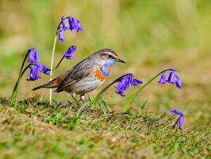 Bluethroat, Bluebells