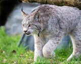 Canadian Lynx
