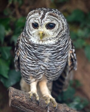 Chaco Owl