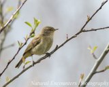 Chiffchaff