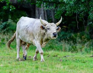 Chillingham Bull calling
