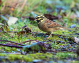Cirl Bunting