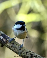 Coal Tit