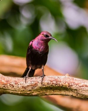 Copper Sunbird