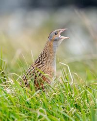 Corncrake Calling
