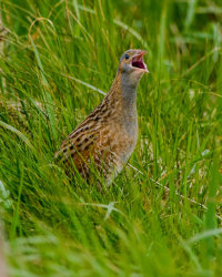 Corncrake Calling