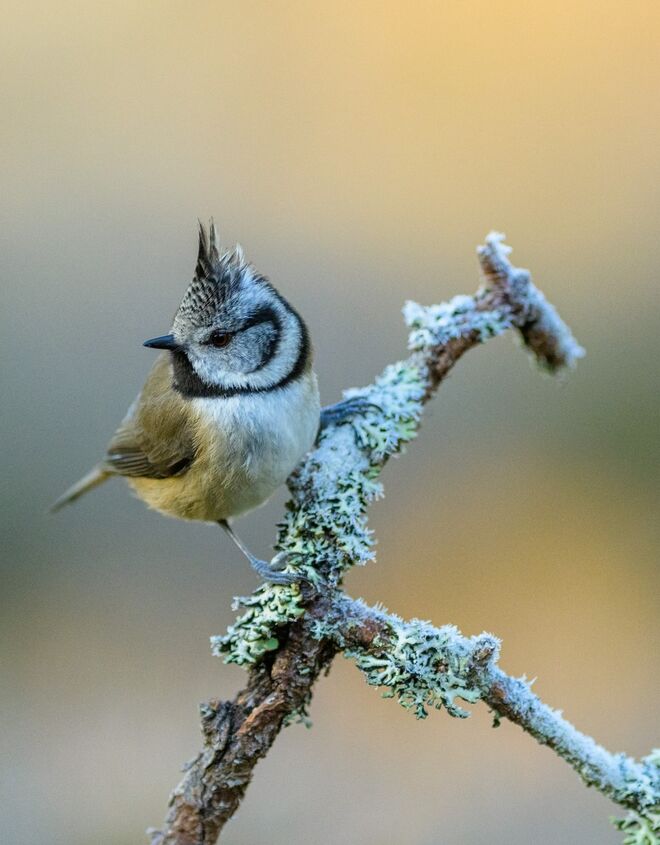 Crested Tit