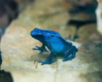Azureus Dart Frog
