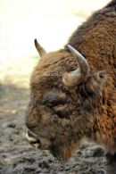 European Bison