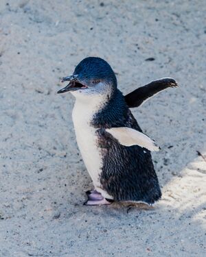Fairy Penguin