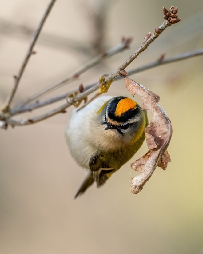 Hanging Firecrest