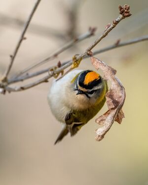 Hanging Firecrest