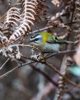 Firecrest in Bracken