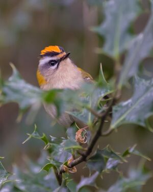 Firecrest in Holly