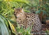 Fishing cat