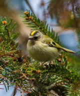 Goldcrest in Conifer