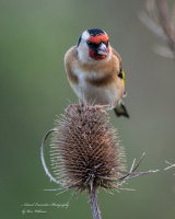 Goldfinch