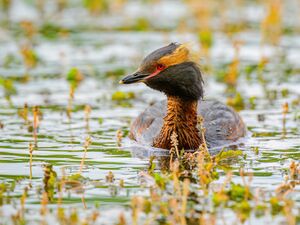 Horned Grebe