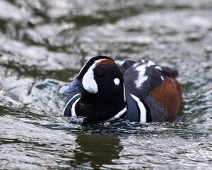 Harlequin Duck