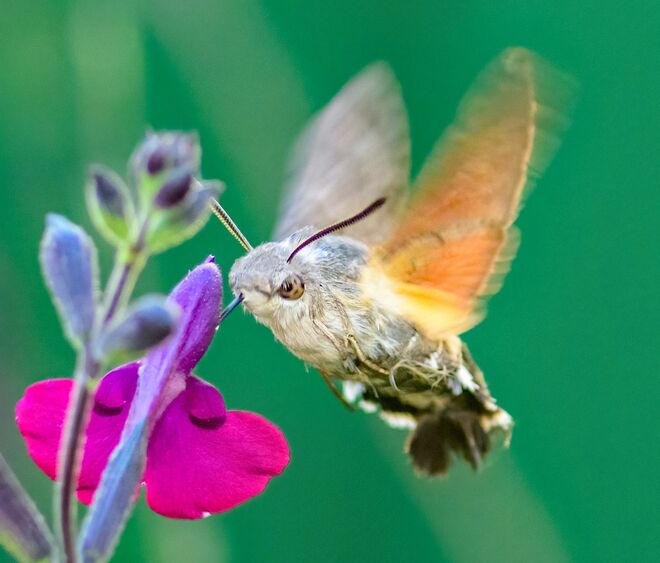 Little Hummer