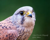 Kestrel