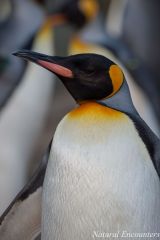 King Penguin