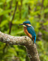 Male Kingfisher