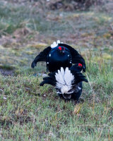 Lekking Black Grouse