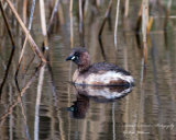 Little Grebe