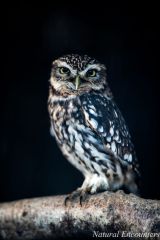 Little Owl