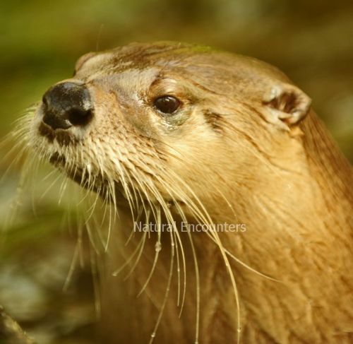 Canadian Otter
