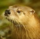Canadian Otter