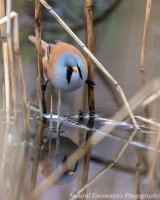 Bearded Reedling