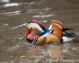 Mandarin duck