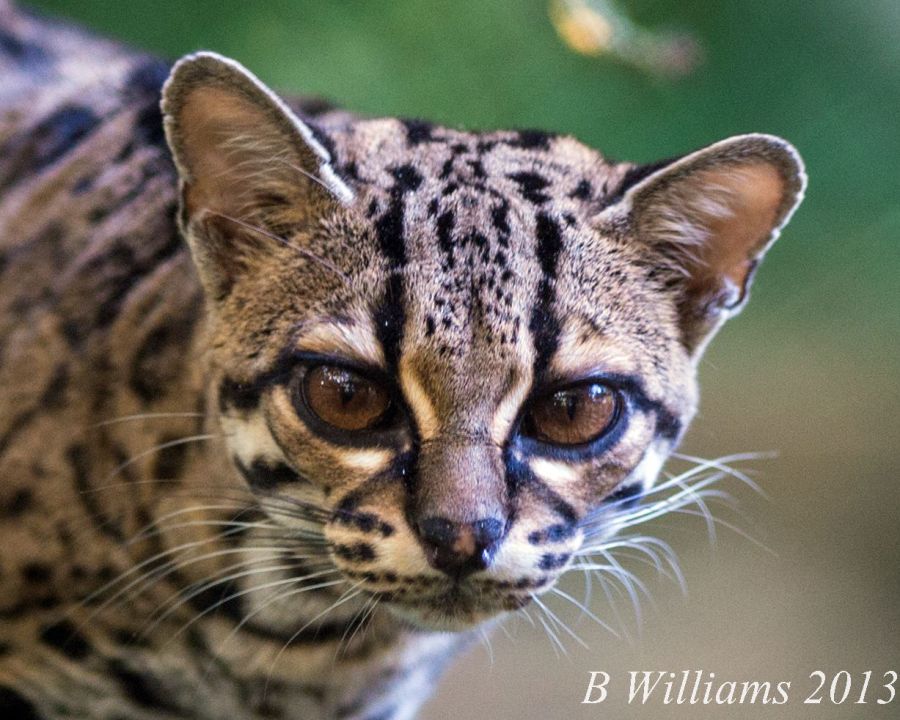 Margay